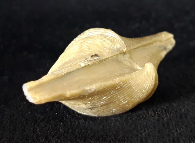 Cyrtospirifer rudkinensis (LJASCHENKO 1959) - Bild © FossNet FossilienStore
